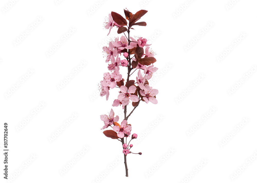 Blossoming branch with pink Cherry blossom flowers. Single spring tree branch with flowers and buds, isolated on white background. Stick tree branch from nature for design. - obrazy, fototapety, plakaty 