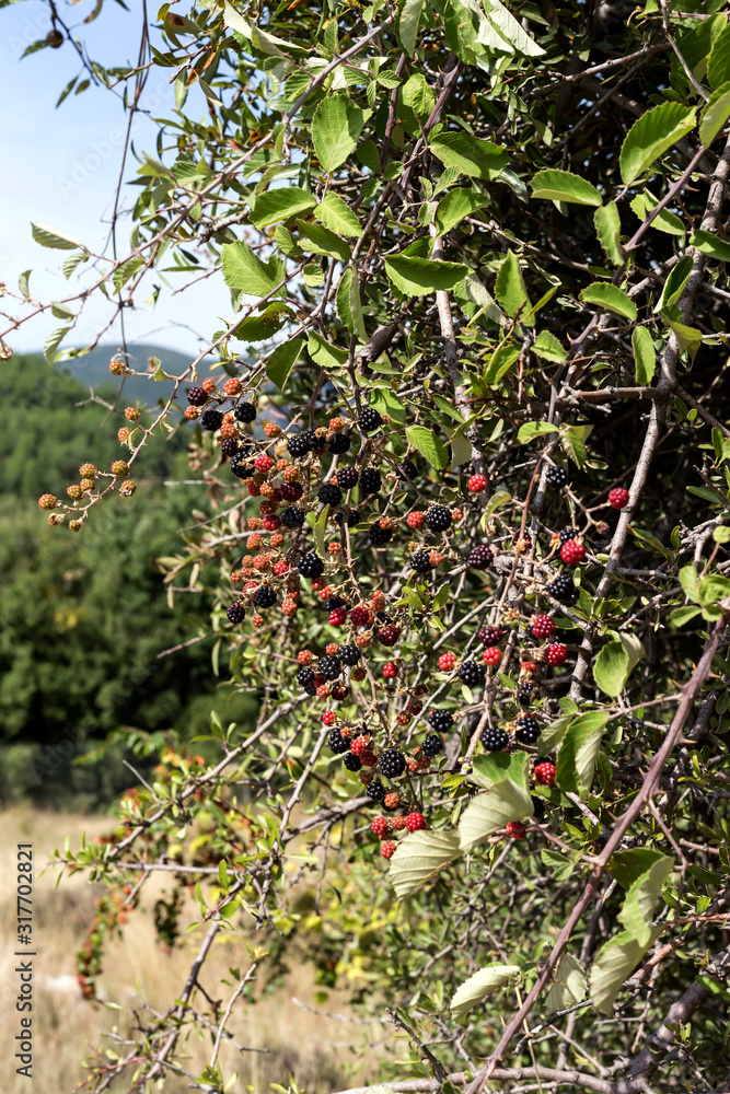 Wild blackberries growing in the mountains Wild blackberries growing in the mountains