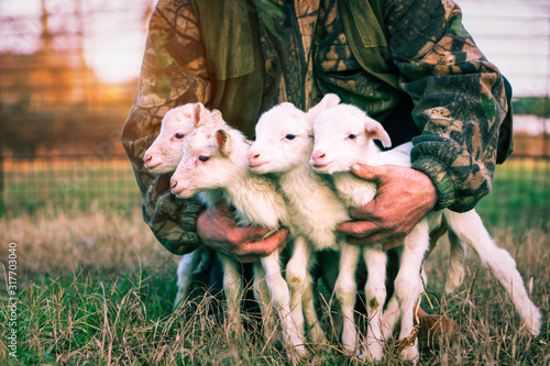 Four newborn lambs in hands of  shepherd standing outdoor on grass at sunset light - Baby animals looking around with innocent attitude - Rural concept of love and protection - Vintage filter image