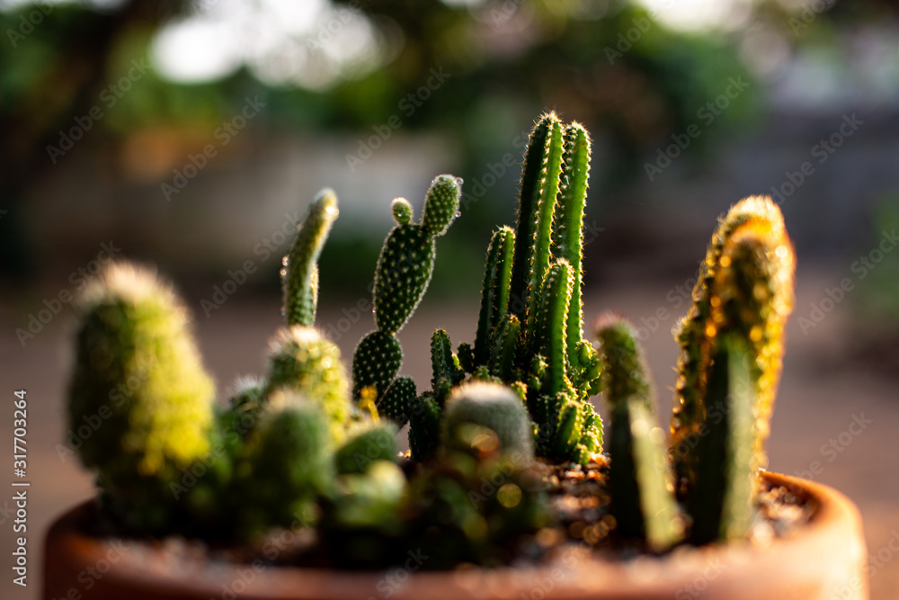 Cactus standing in flower pots ( selective focus ) Cactus standing in flower pots ( selective focus )
