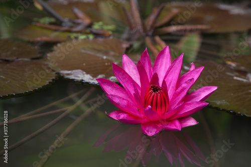 Bright pink water Lily on a Sunny summer day on the water surface of the lake. Flora  botany  flowers.