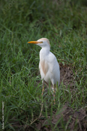 Great white Heron on a Sunny day on a background of green grass. Animals, birds, ornithology.