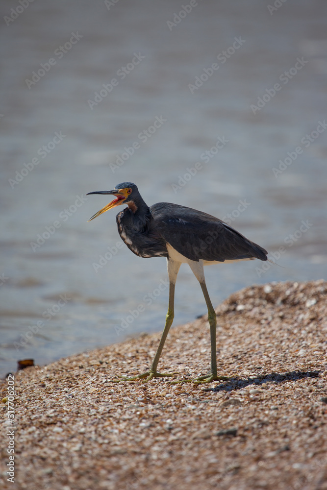Tricolored Heron with an open mouth standing on the sandy Bank of the river. Animals, birds, ornithology. Tricolored Heron with an open mouth standing on the sandy Bank of the river. Animals, birds, ornithology.