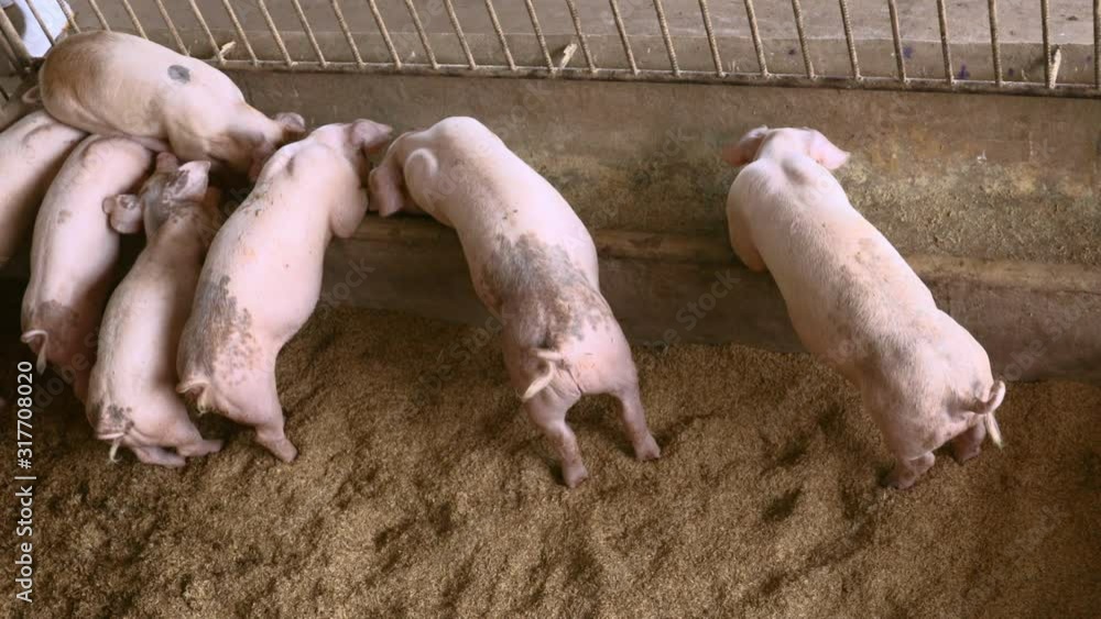 Back view of pigs feeding in organic rural farm agricultural. Livestock industry Back view of pigs feeding in organic rural farm agricultural. Livestock industry