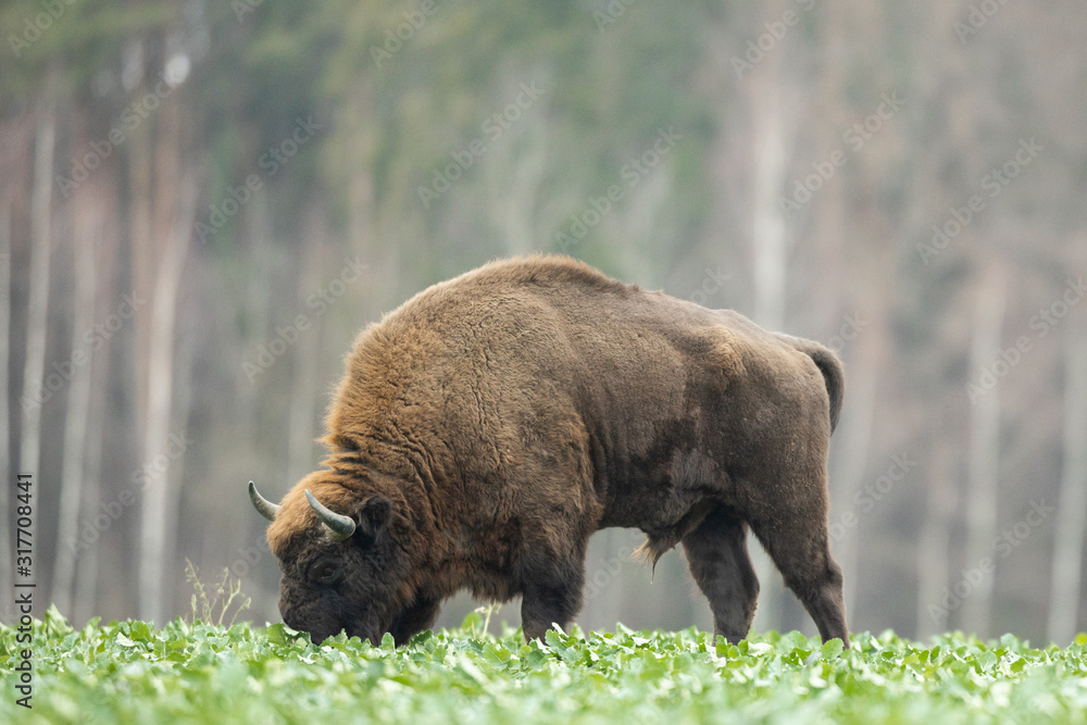 European bison - Bison bonasus in the Knyszyn Forest (Poland) European bison - Bison bonasus in the Knyszyn Forest (Poland)