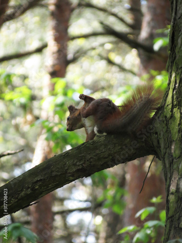 squirrel on tree © lrisha