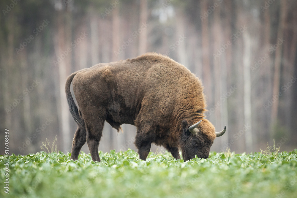 European bison - Bison bonasus in the Knyszyn Forest (Poland) European bison - Bison bonasus in the Knyszyn Forest (Poland)