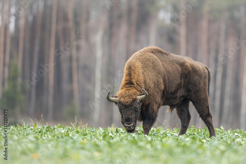 Fényképezés European bison - Bison bonasus in the Knyszyn Forest (Poland)