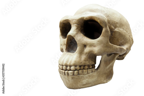 Skull of Homo erectus photo