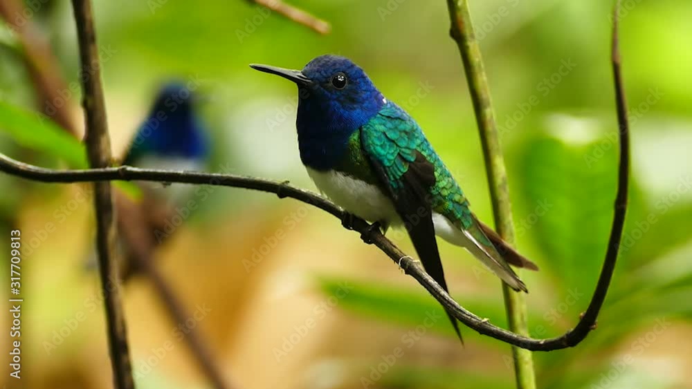 Perched hummingbird with another blury bird in the background Perched hummingbird with another blury bird in the background