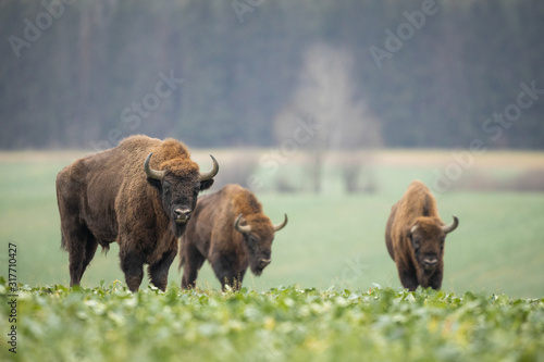 European bison - Bison bonasus in the Knyszyn Forest (Poland) photo