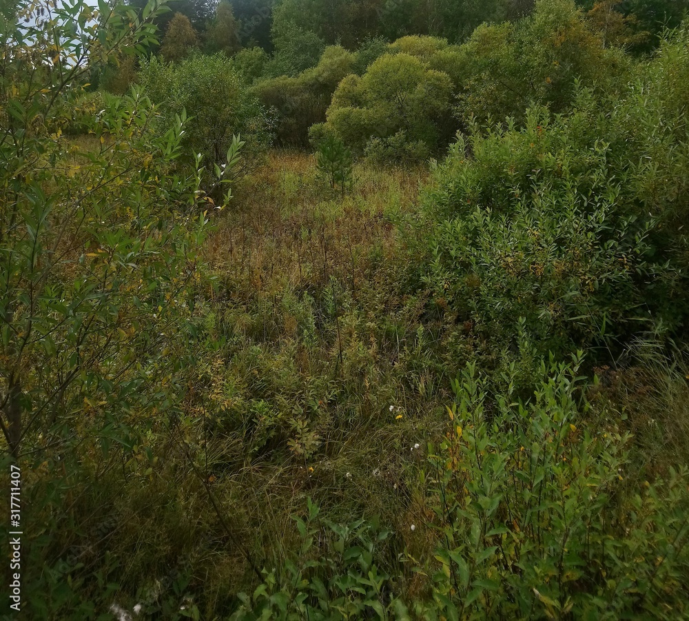 Fototapeta premium trees in forest