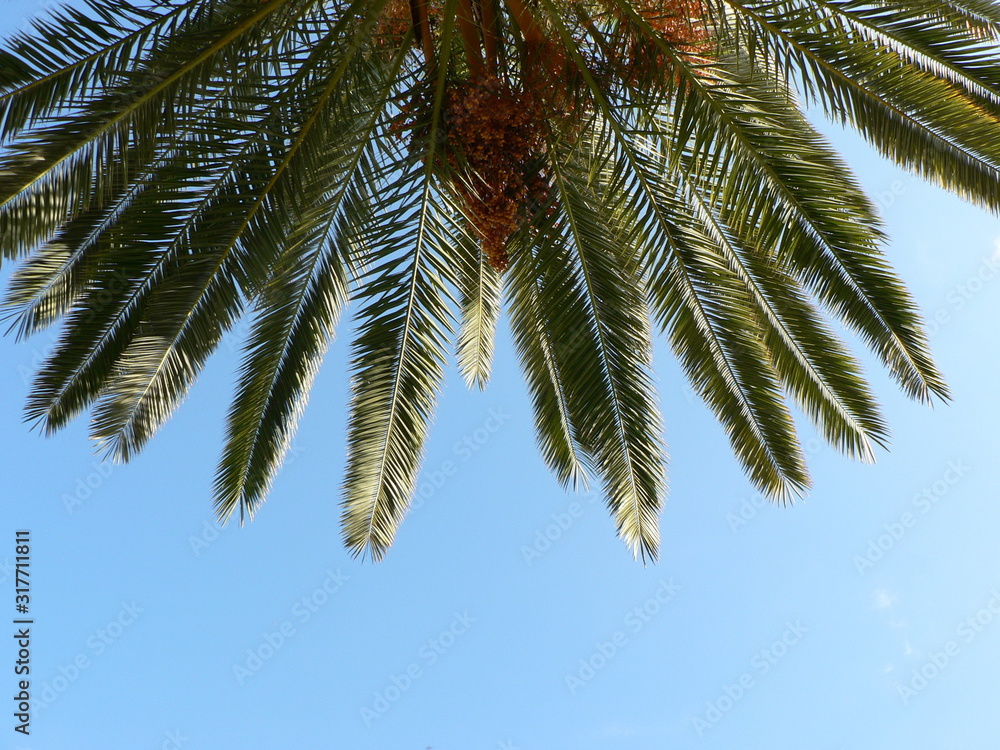 The leaves of a date palm and blue sky background. Copy space The leaves of a date palm and blue sky background. Copy space