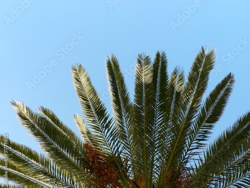The leaves of a date palm and blue sky background. Copy space