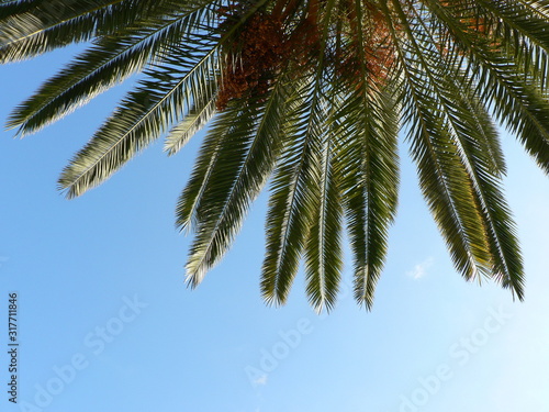The  leaves of a date palm and blue sky background. Copy space