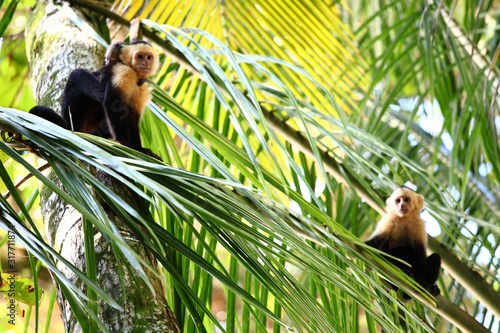 Photography Panoramic shot of a Capuchin monkey family resting on palm leaves in a forest