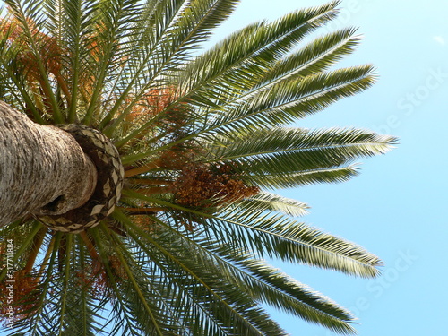 The  leaves of a date palm and blue sky background. Copy space.