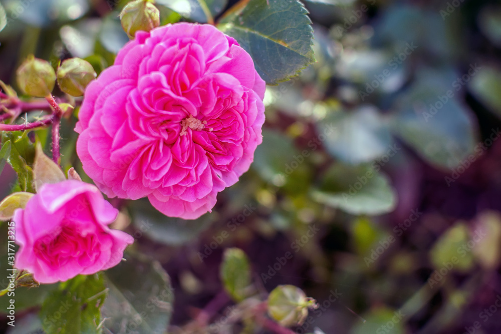 large hot pink tea rose flower
