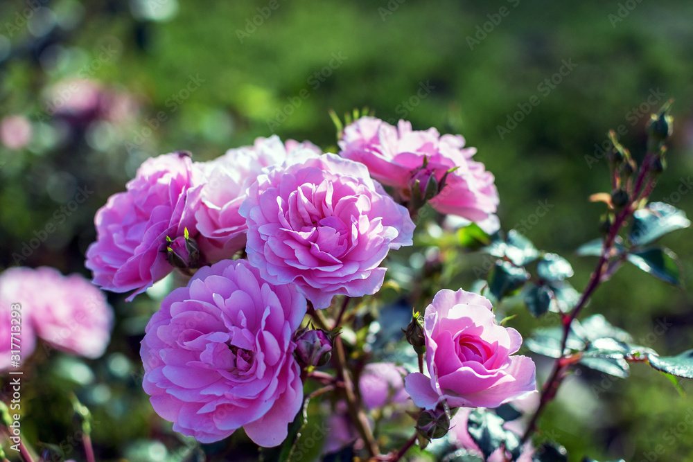pink flowers of a tea rose Bush on a flowerbed in the Park in the background light