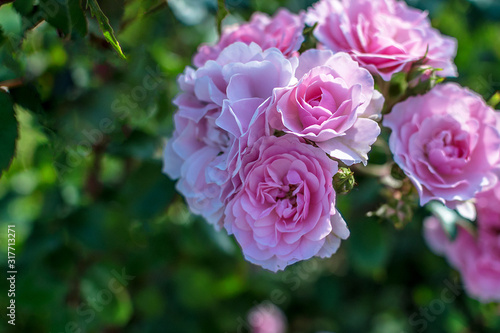 pale pink tea rose flowers on a Bush