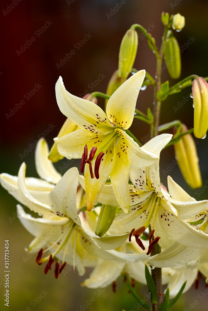flowers of white tiger lily covered with water drops, Lilium flowers of white tiger lily covered with water drops, Lilium