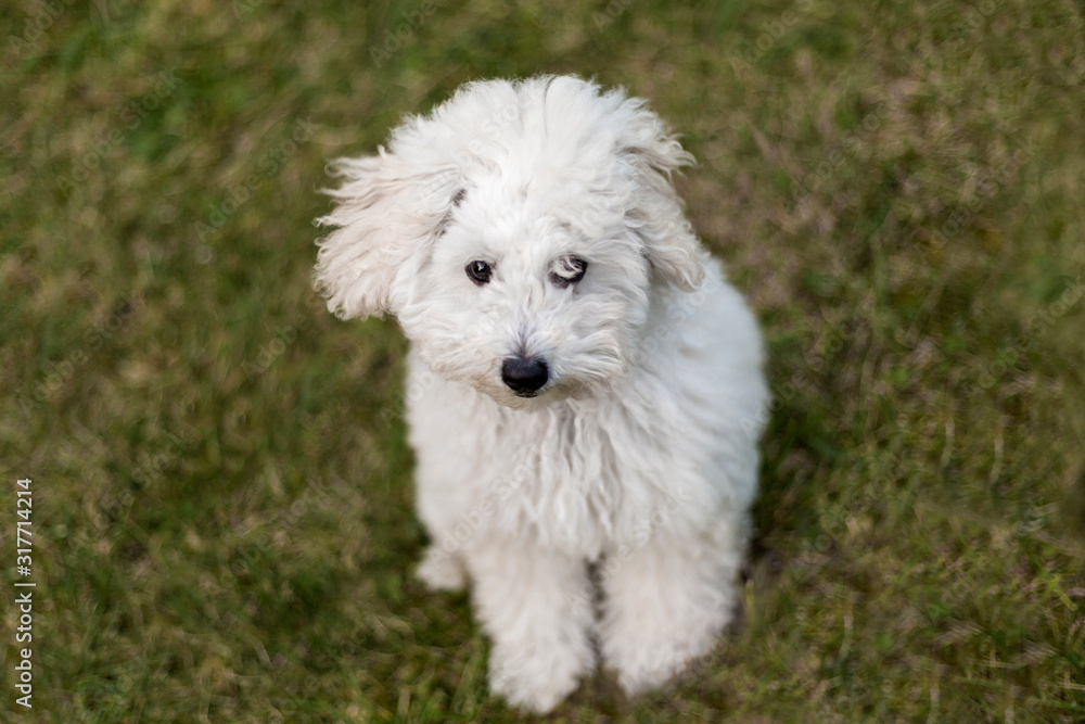 Portrait of a white Poodle puppy