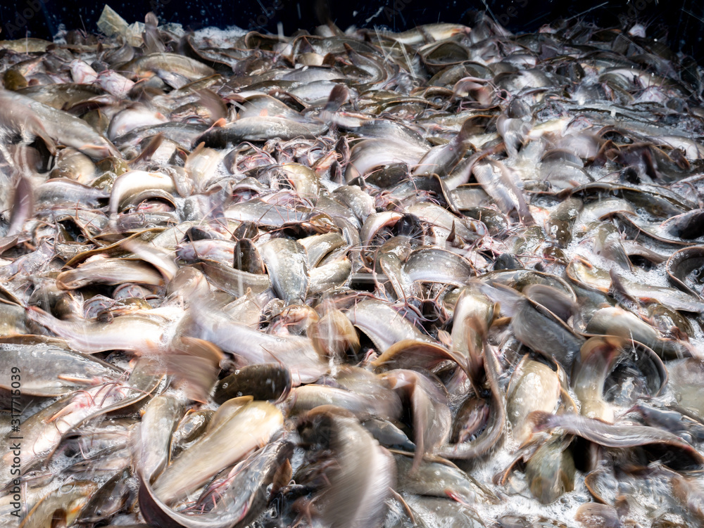 Catfish Live Massively in The Container Catfish Live Massively in The Container