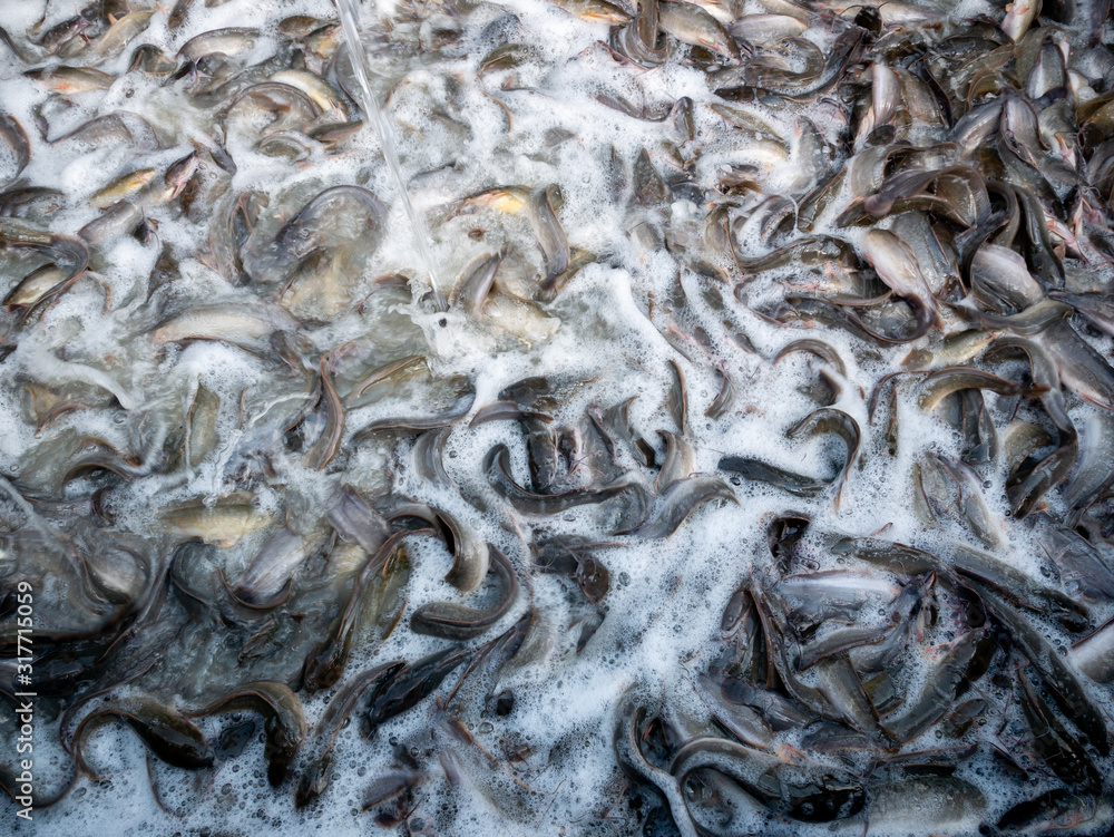 Catfish Live Massively in The Container Catfish Live Massively in The Container