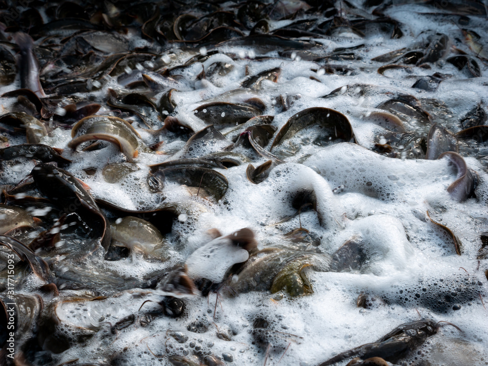 Catfish Live Massively in The Container Catfish Live Massively in The Container