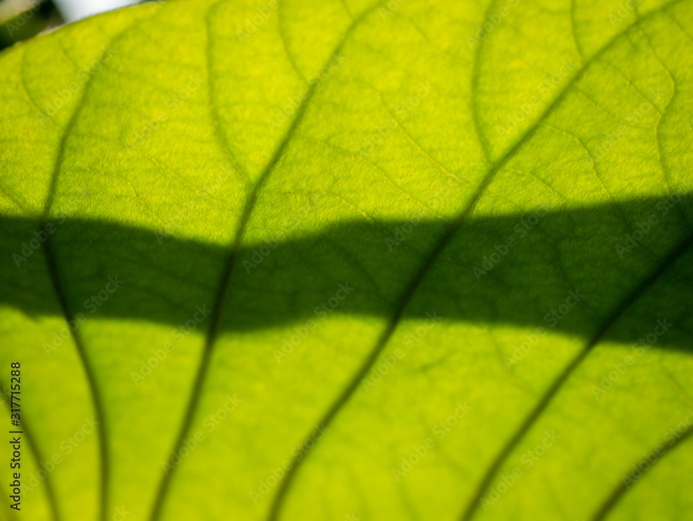 Shadow of Pattern of Elephant Climber Leaf Shadow of Pattern of Elephant Climber Leaf