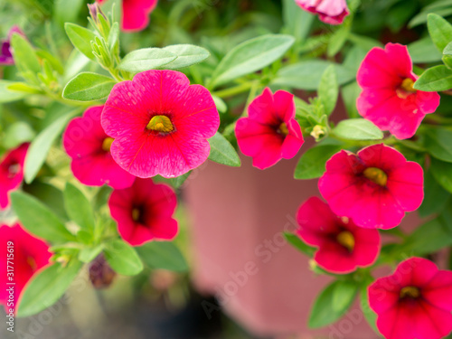 Bunch of Pink Petunia Flowers Hanging