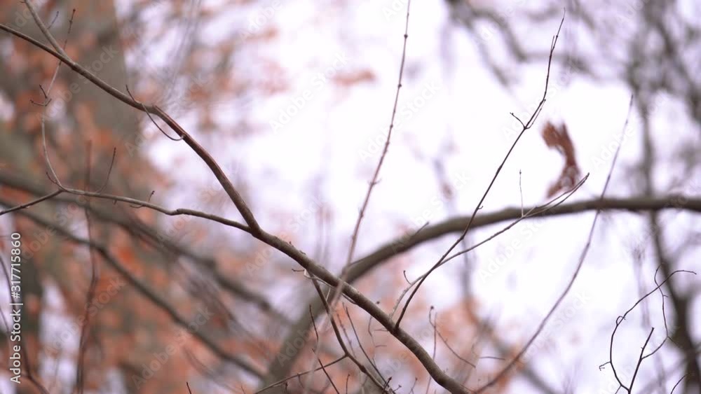 Small Bird Flies Away From A Tree Branch With Orange Color Autumn Leaves - Medium Shot Small Bird Flies Away From A Tree Branch With Orange Color Autumn Leaves - Medium Shot
