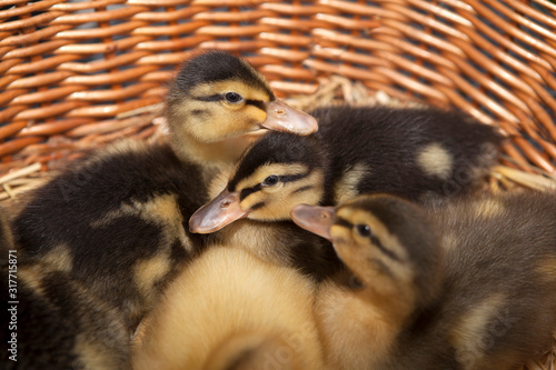Newborn ducklings in a basket