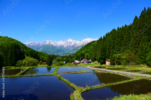 青鬼地区より北アルプス、白馬三山を望む。白馬、長野、日本。5月下旬。 photo