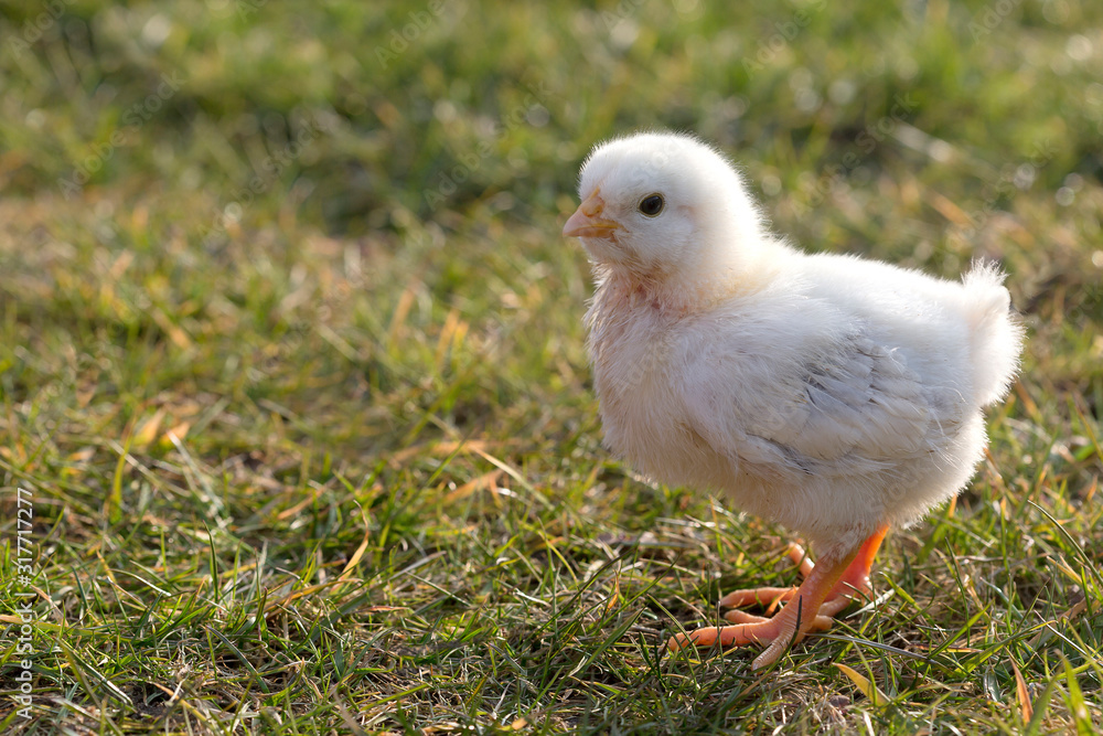 Newborn chicken on a meadow Newborn chicken on a meadow