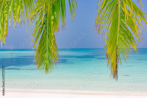  Palm and tropical beach. Peaceful nature  seascape and beach panorama