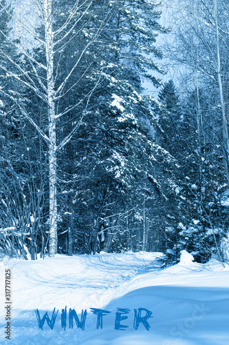 Snow trees in park toned in trendy Classic Blue color.