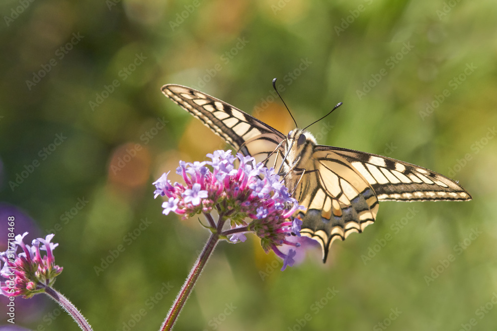 Macro of common swallowtail on verbena flower against blurred green background Macro of common swallowtail on verbena flower against blurred green background