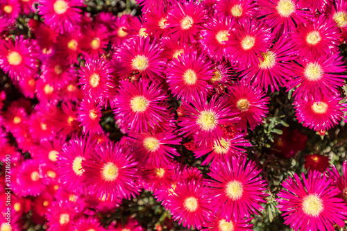 Pink gerbera daisy flowers background. Beautiful floral backdrop
