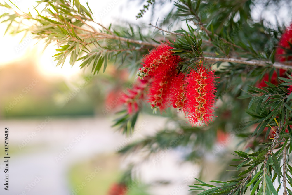 Beautiful blossom Weeping Bottle brush flowers Beautiful blossom Weeping Bottle brush flowers