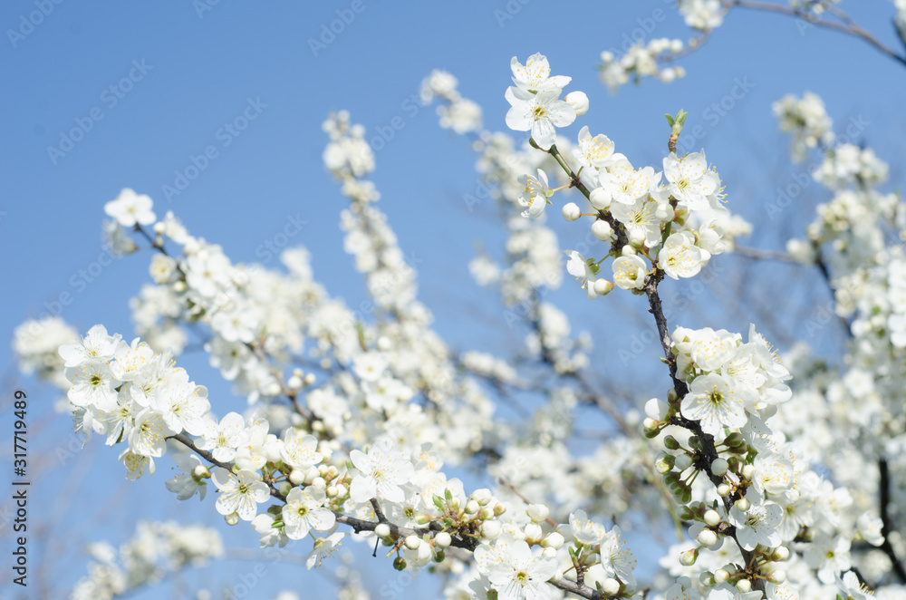 pear flowers in spring sun pear flowers in spring sun