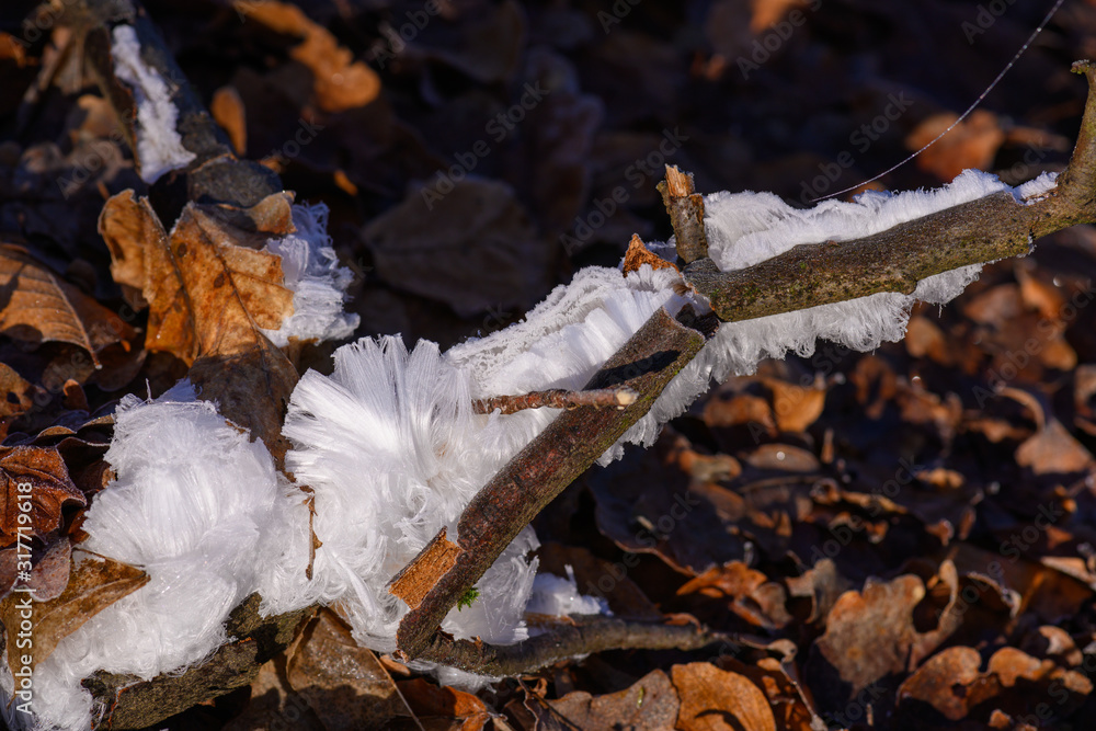 Hair ice on dead wood, Ice hair on wood, hairy ice look like white hair