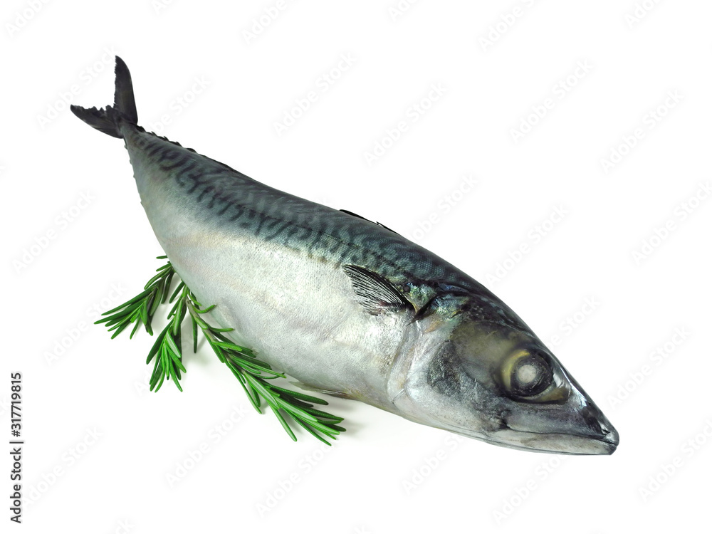 Fototapeta premium Fresh atlantic mackerel with rosemary sprigs isolated on white background 