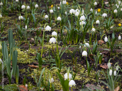 Snowdrops (Galanthus) on a meadow