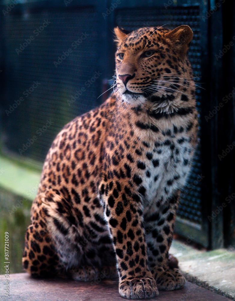 Fototapeta premium Spotted brown tiger in the zoo..