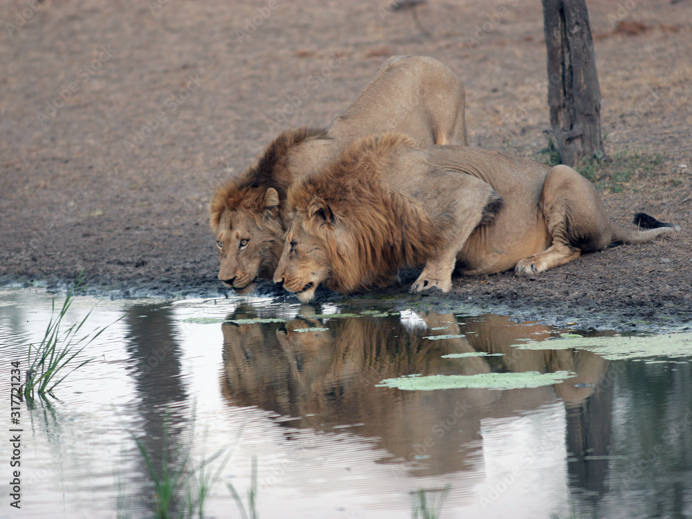 Naklejka premium Lions