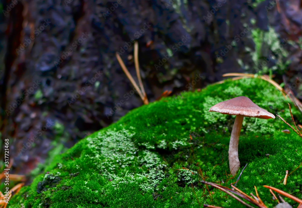 Fototapeta premium Dangerous inedible mushrooms in a dark forest. Poisonous mushrooms, hazardous to health. Magic Mushroom stock images.