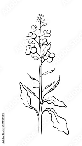 Canola, mustard. Vector plant. Organic food