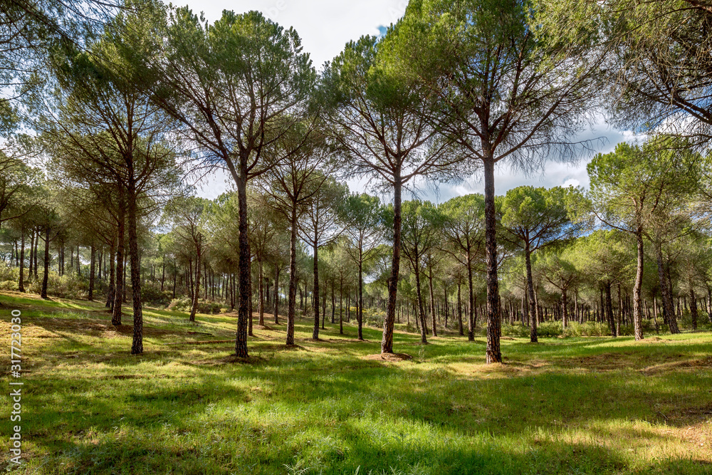 Beautiful spring forest. Morning in the pine forest. Wilderness landscape forest with pine trees.