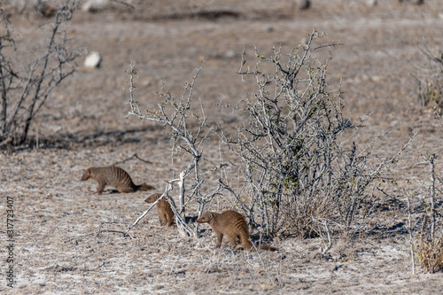 A group of Banded Mongoose -Mungos mungo- Hinding behind the bushes of Etosha National Park, Namibia photo